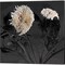 Sunflowers by Shelley Lake 14" x 14" Canvas Wall Art (Set of 2)